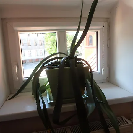 Апартаменты U Aptekarzy *