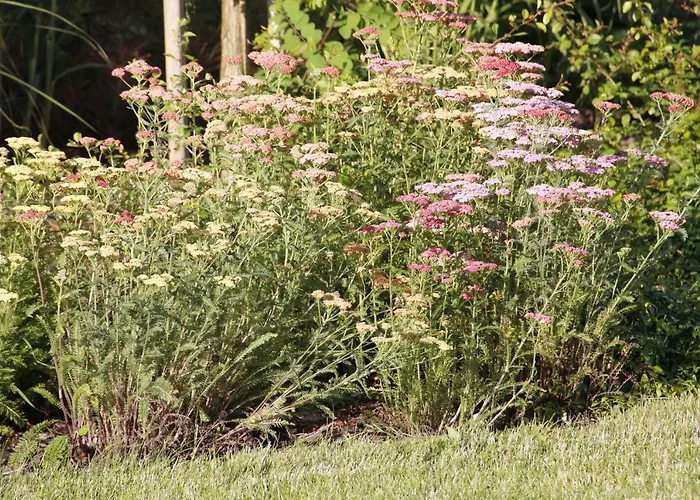 U Aptekarzy * Szymbark (Pomerania)