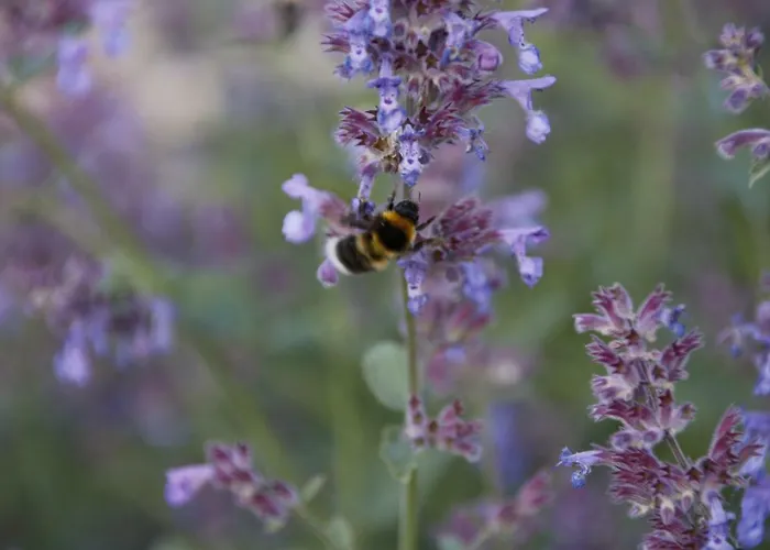 U Aptekarzy Lägenhet